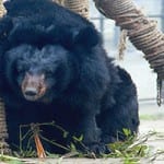 THANK YOU MOONBEAR MANIACS!! AND MANDELA