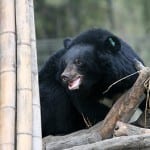MISSION MOONBEAR SPONSORS…BREAK OUT THE CHOCOLATE CIGARS!