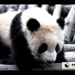 PANDA NEWS…and Moonbear Teaser…and PI Auction!