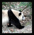 NEW PANDA CALENDAR..and Eternity Tribe name selected