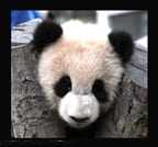 CUBDATES for the all the panda adoption tribes!!